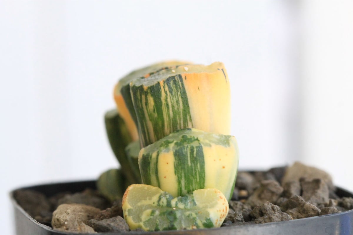 多肉植物 ハオルチア 玉扇 北斎錦 ハオルチア 玉扇 北斎錦 | hanayoshi-botanical