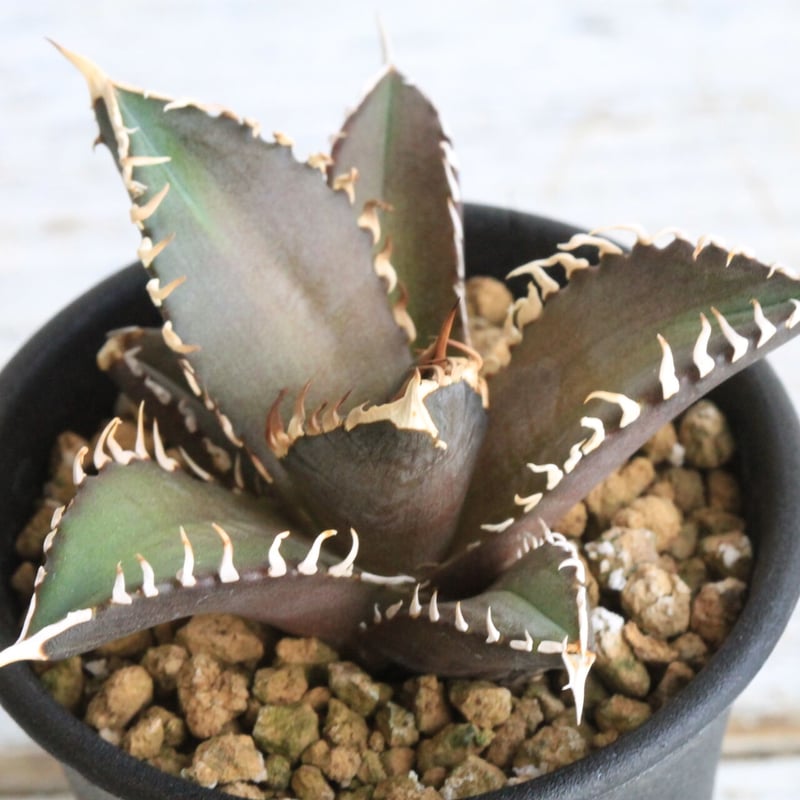 アガベ　チタノタ　赤猫　大株4.5号鉢　鉢ごと発送 agave-titanota-red-catweazle-
