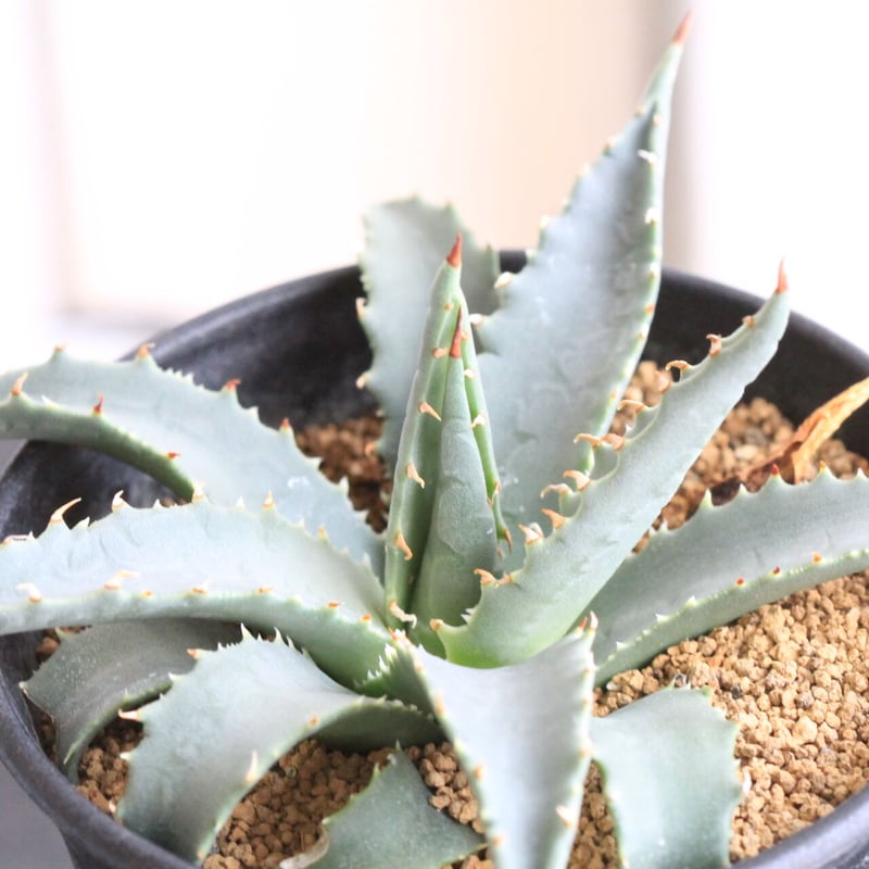 アガベ ユタエンシス ネバデンシス | hanayoshi-botanical