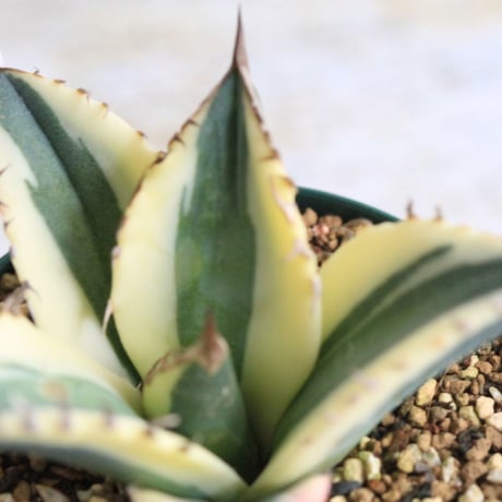 Agave titanota スナグルトゥース