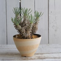 パキポディウム グラキリス 現地球 | hanayoshi-botanical