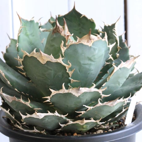 アガベチタノタ　FO-76 大株　子株4つ付き アガベ チタノタ 