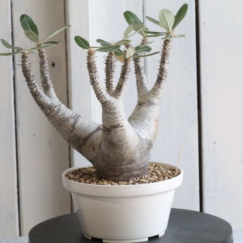 カクチペス　多頭　レアなコネクト鉢付き　パキポディウム パキポディウム カクチペス 多頭 実生3年苗 - メルカリ