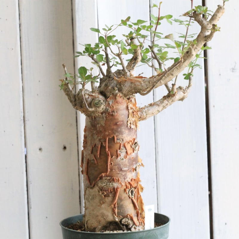 ブルセラ ファガロイデス | hanayoshi-botanical