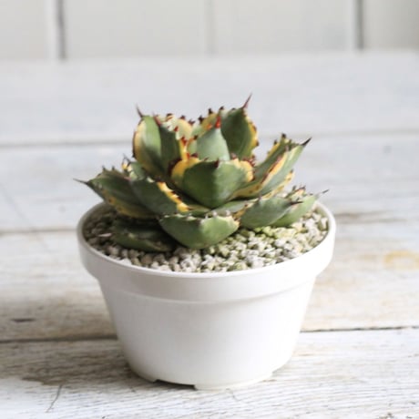 Agave 王妃カブトガニ錦