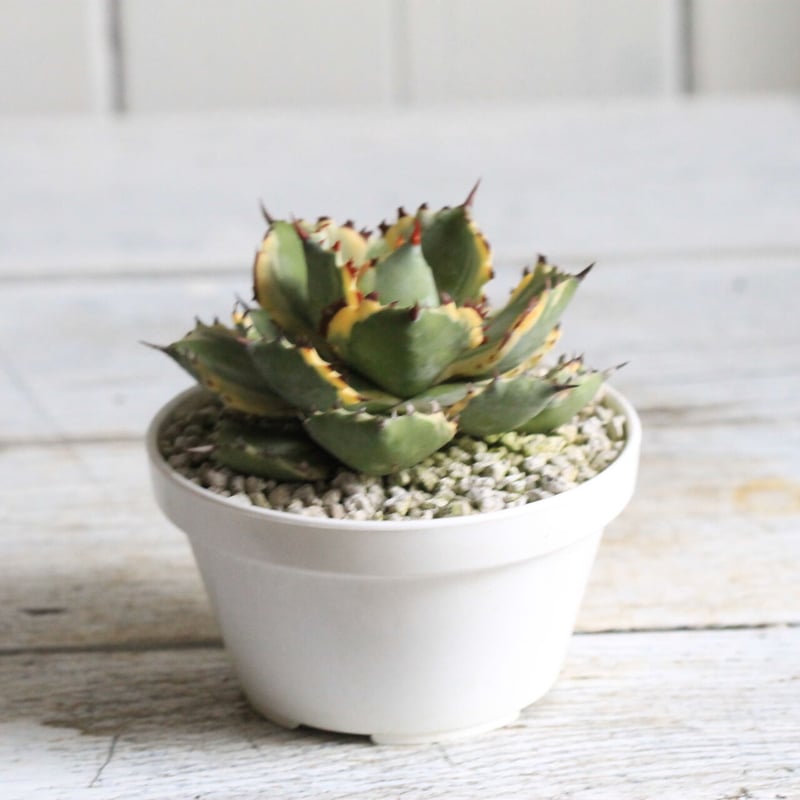 Agave 王妃カブトガニ錦 | hanayoshi-botanical