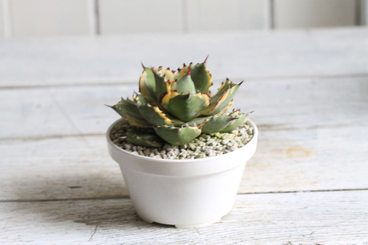 Agave 王妃カブトガニ錦 | hanayoshi-botanical