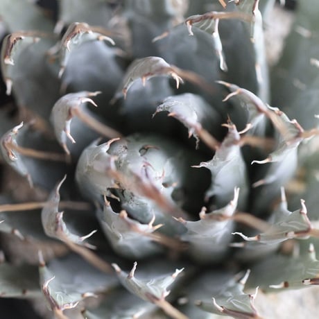 Agave　ユタエンシス　エボリスピナ