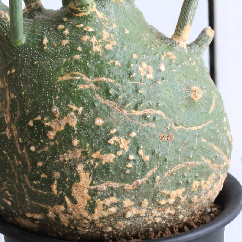 アデニア プセウドグロボーサ 10月中に削除の可能性あり アデニア プセウドグロボーサ Adenia pseudoglobosa 20210806