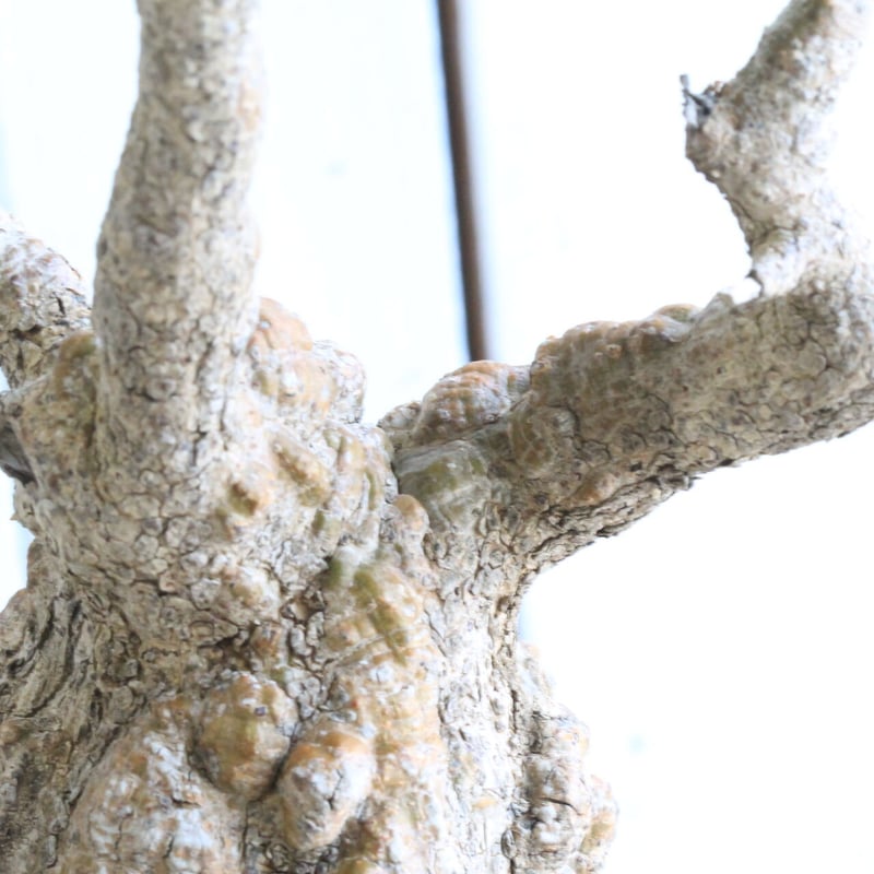 よ*☆様 【良形】オペルクリカリア・パキプス51 fit=scale-down,w=1200