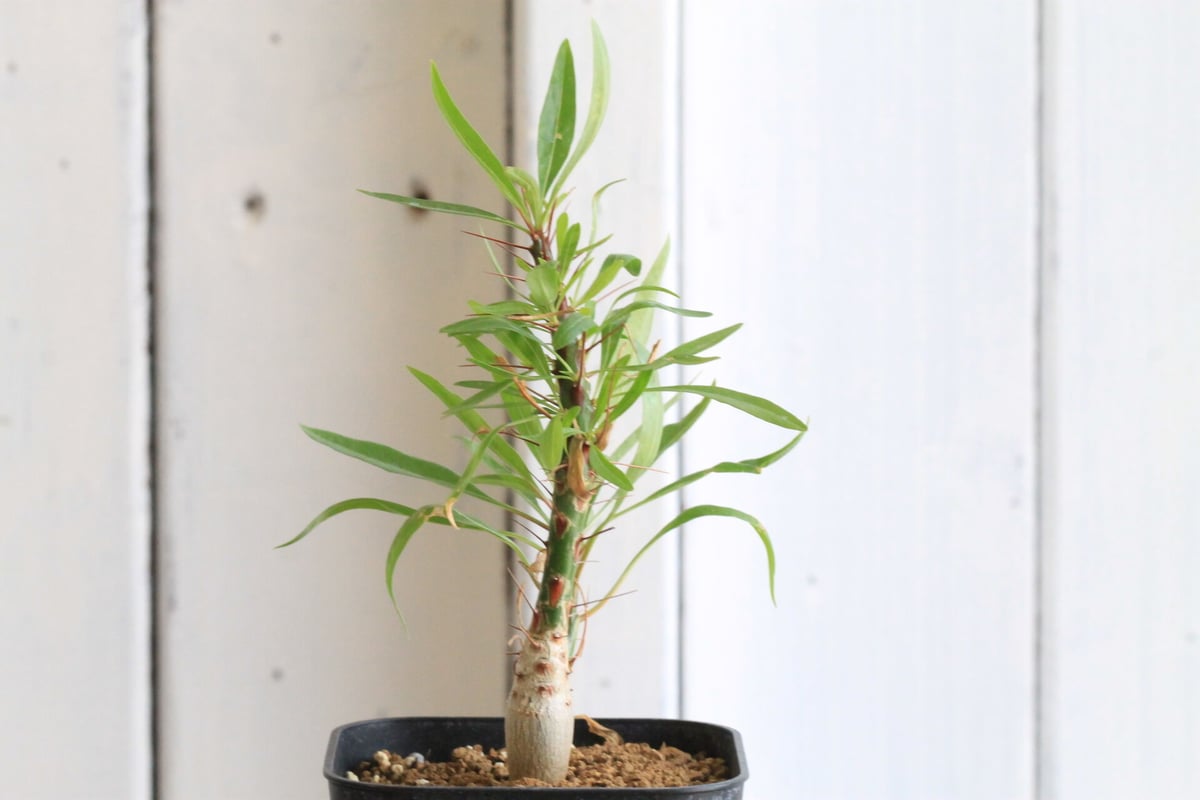 フォークイエリア プルプシー 国内実生 フォークイエリア プルプシー（実生） | hanayoshi-botanical
