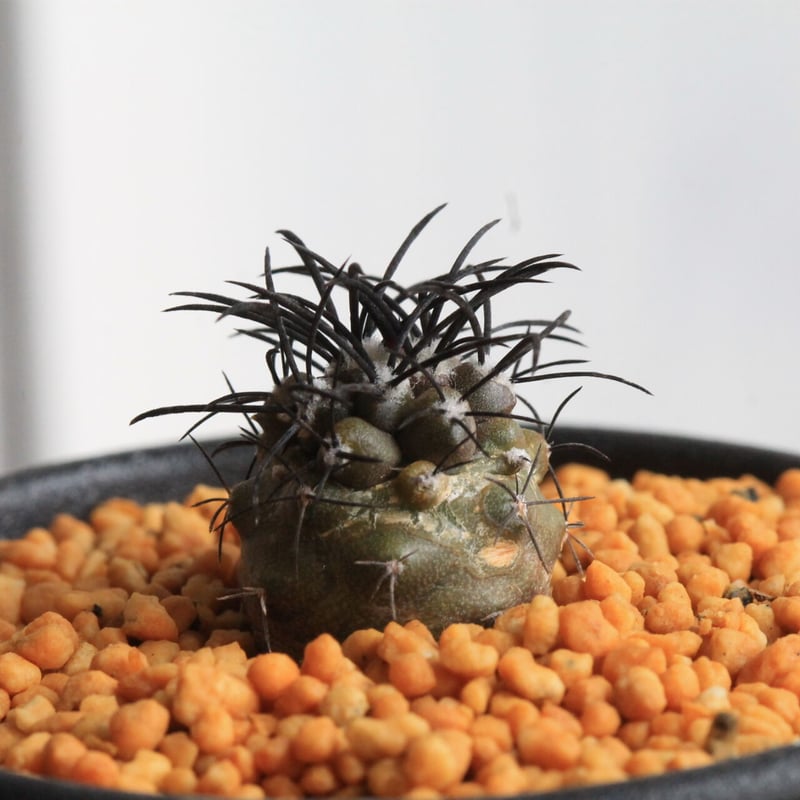 コピアポア グリセオビオラセア | hanayoshi-botanical