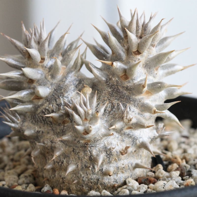 パキポディウム 恵比寿大黒 | hanayoshi-botanical