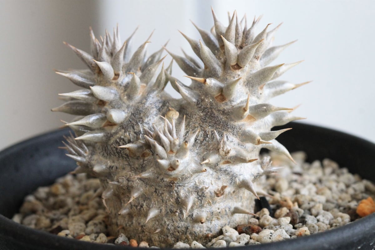 パキポディウム 恵比寿大黒 | hanayoshi-botanical