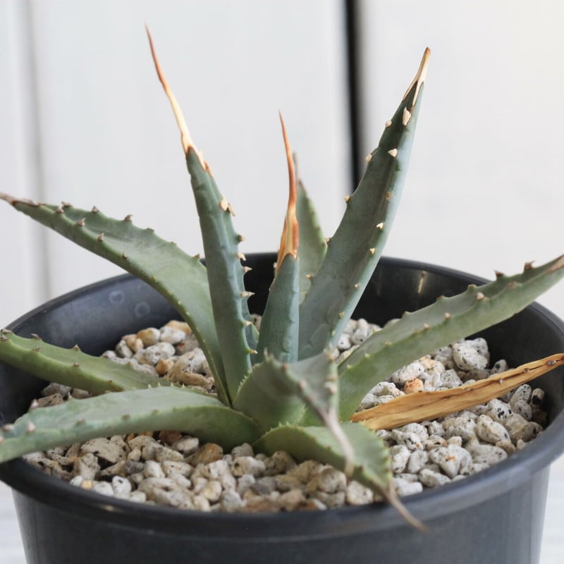 アガベ ユタエンシス エボリスピナ 実生 | hanayoshi-botanical