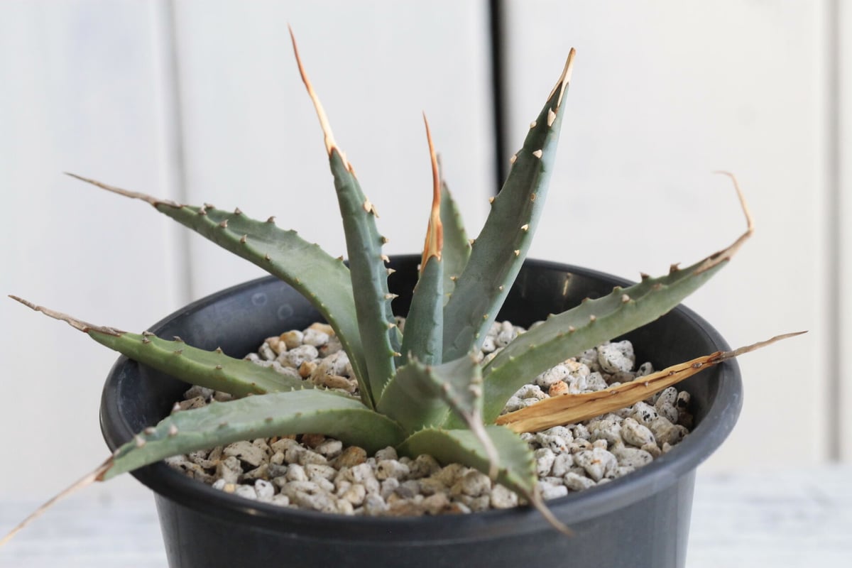 【斑入り】アガベユタエンシスエボリスピナ実生株 アガベ ユタエンシス エボリスピナ（US株） OS10 – linkplants