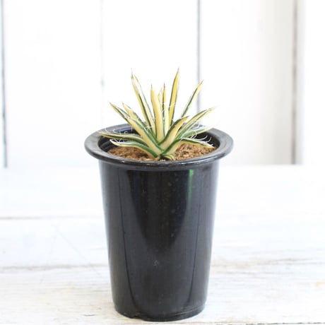 Agave 姫乱雪黄中斑