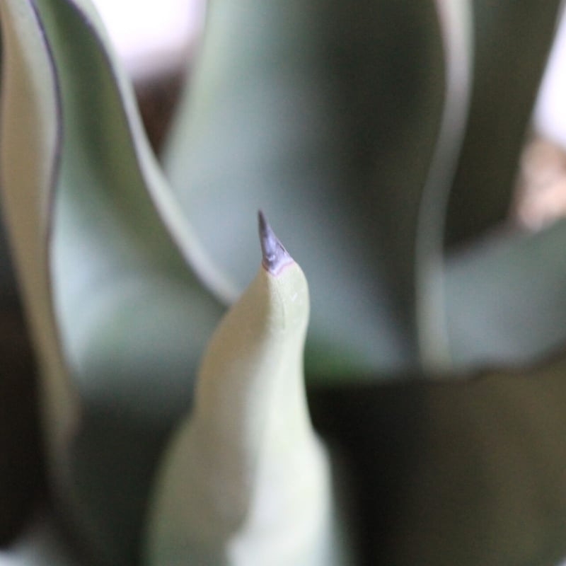 Agave シャークスキン | hanayoshi-botanical