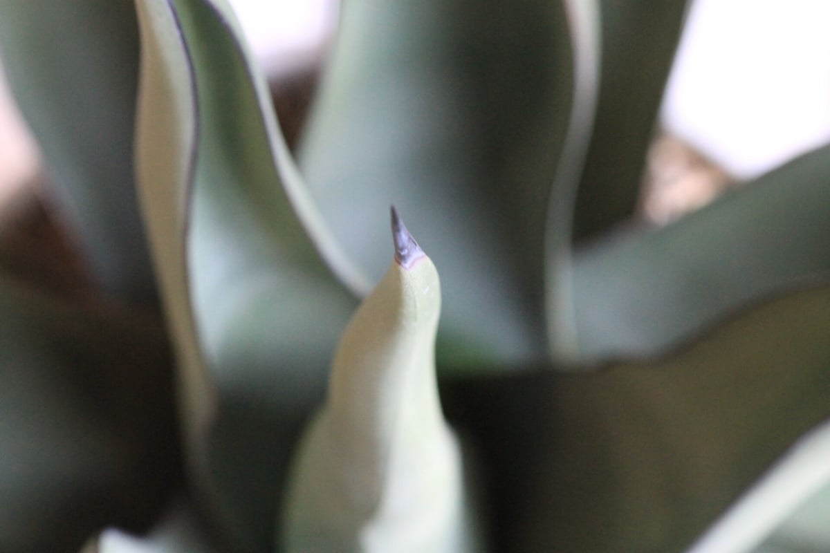 Agave シャークスキン | hanayoshi-botanical Agave シャークスキン | hanayoshi-botanical