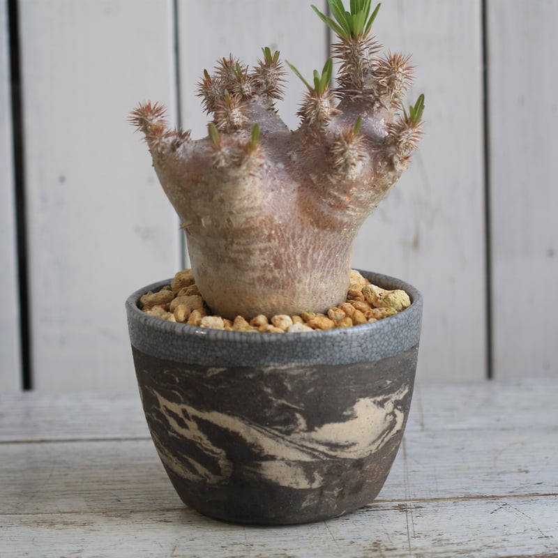 u*n様 66.パキポディウム ブレビカリックス パキポディウム ブレビカリックス | hanayoshi-botanical