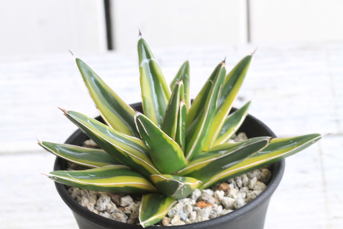 笹の雪 SN―12 黄覆輪 アガベ 笹の雪錦 黄覆輪 |