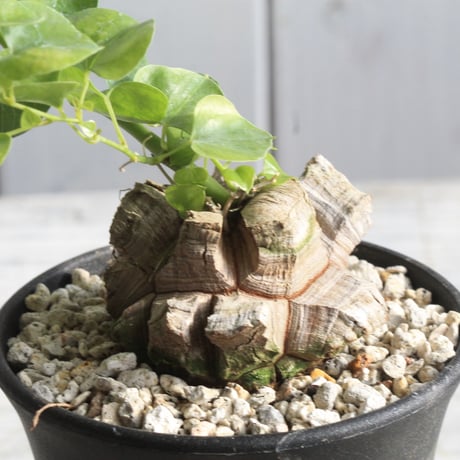 アフリカ亀甲竜ディオスコレアエレファンテ | STORES