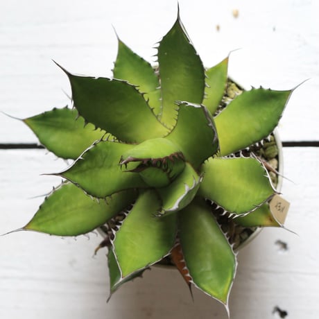 Agave ホリダメキシカルメトル