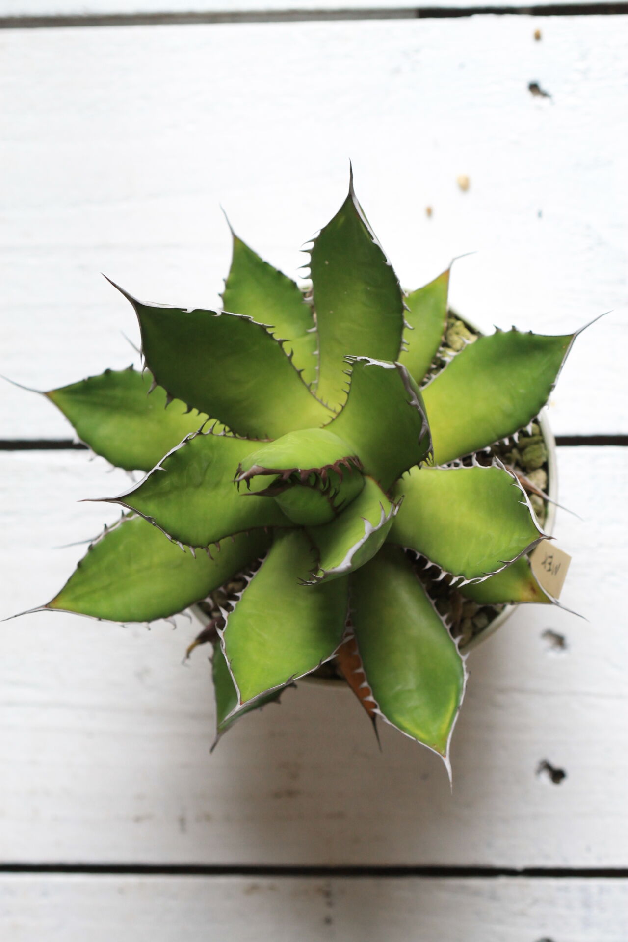 Agave ホリダメキシカルメトル | hanayoshi-botanical