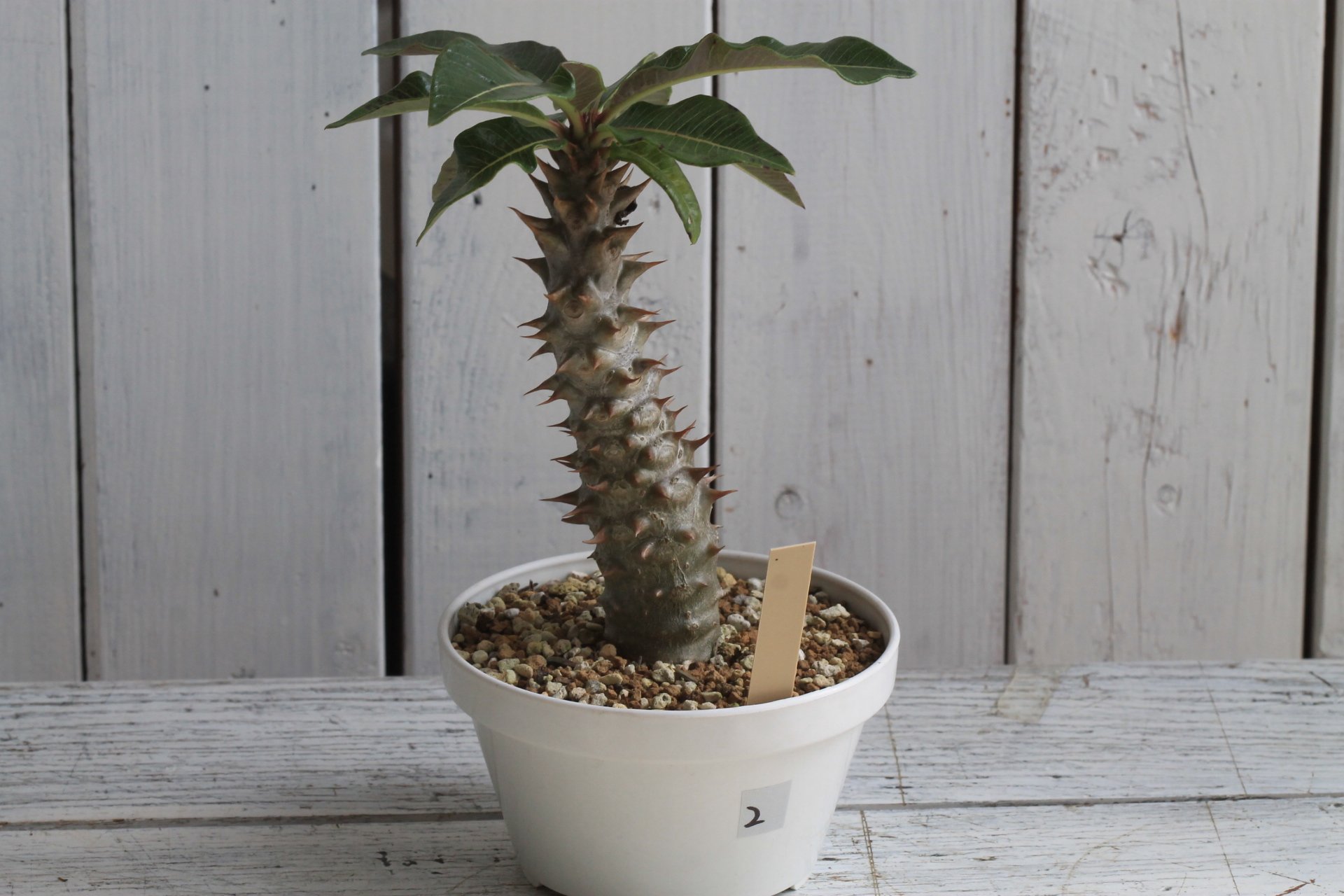 original