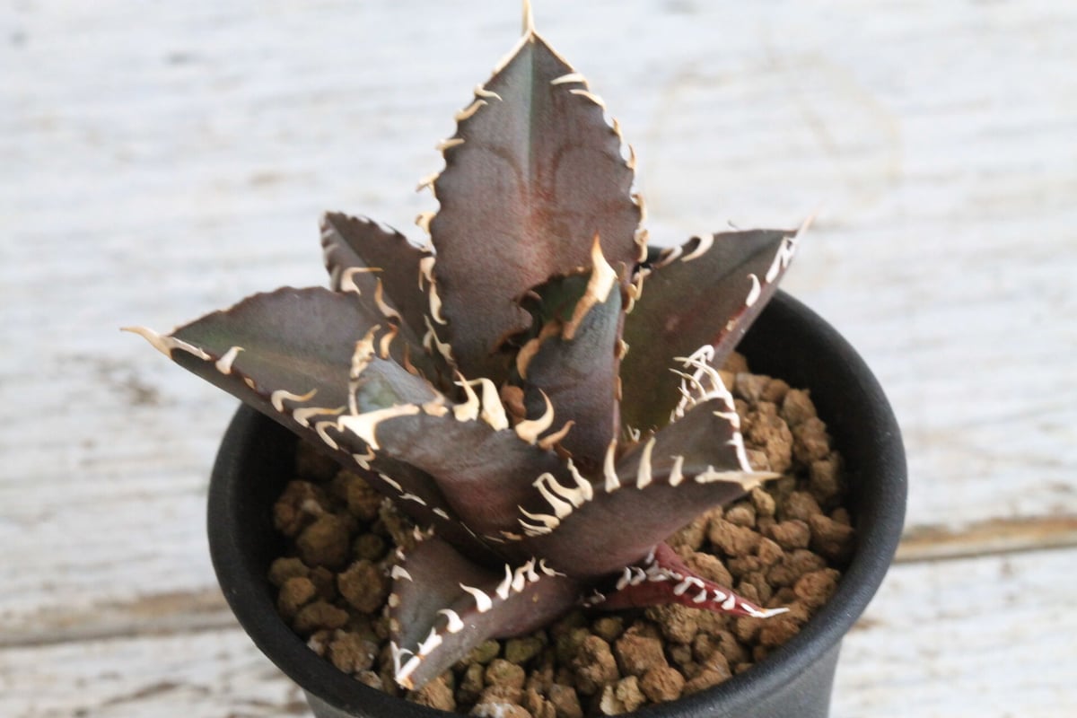 アガベ　チタノタ　赤猫　大株4.5号鉢　鉢ごと発送 アガベ チタノタ レッドキャットウィーズル 4号鉢 赤猫 個体販売