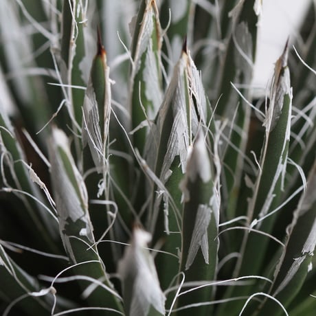 Agave　樹氷