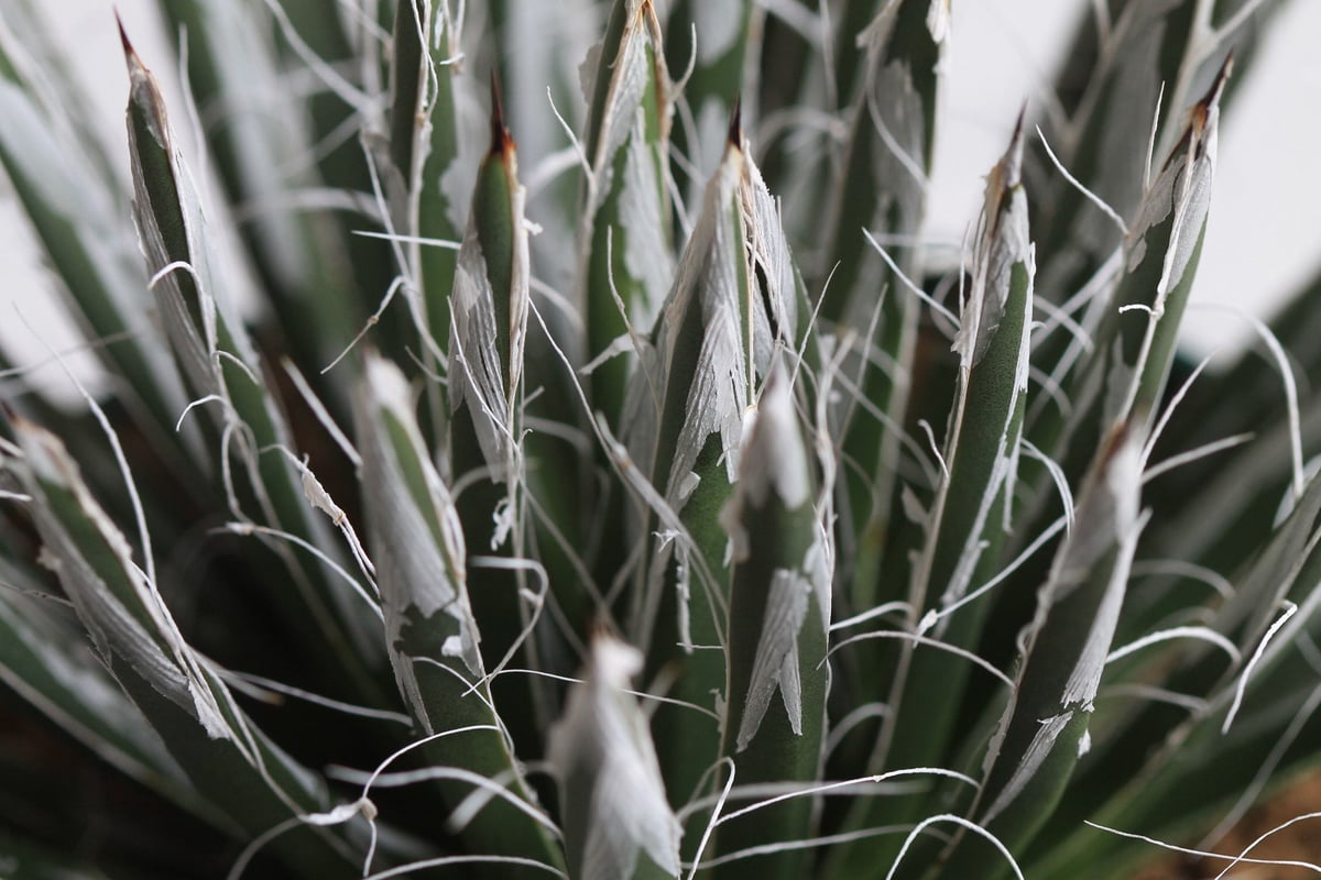 Agave 樹氷 | hanayoshi-botanical