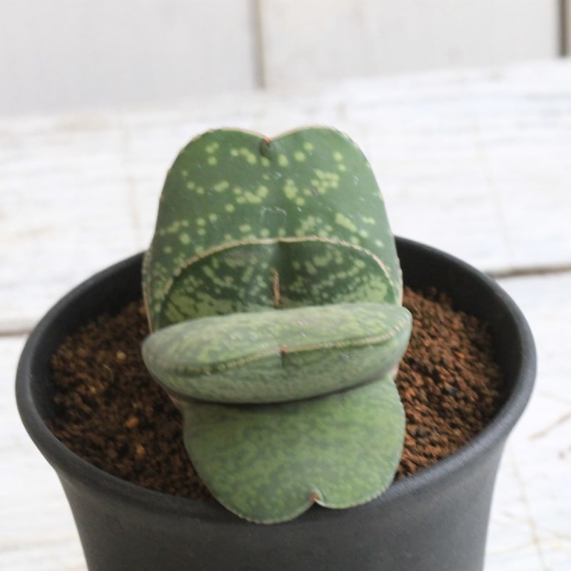 恐竜 ガステリア 厚舌 ガステリア 恐竜 Gasteria 'Kyouryu' - Special Plants Gallery