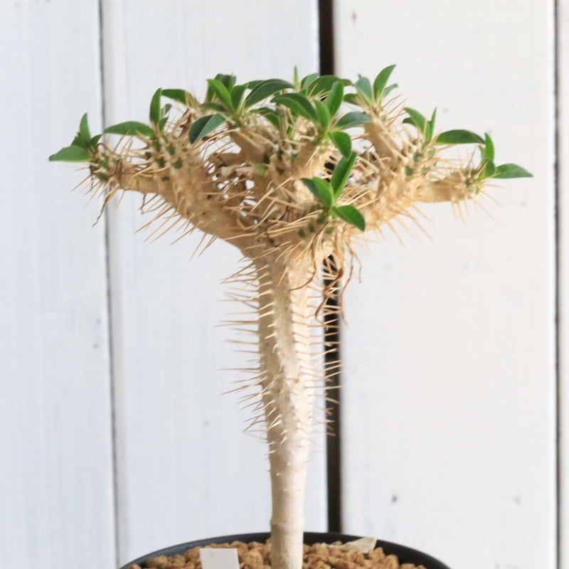 実生　ギラウミニアナ　コレクション株 ユーフォルビア ギラウミニアナ（実生） | hanayoshi-botanical