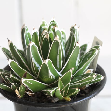 Agave　笹の雪