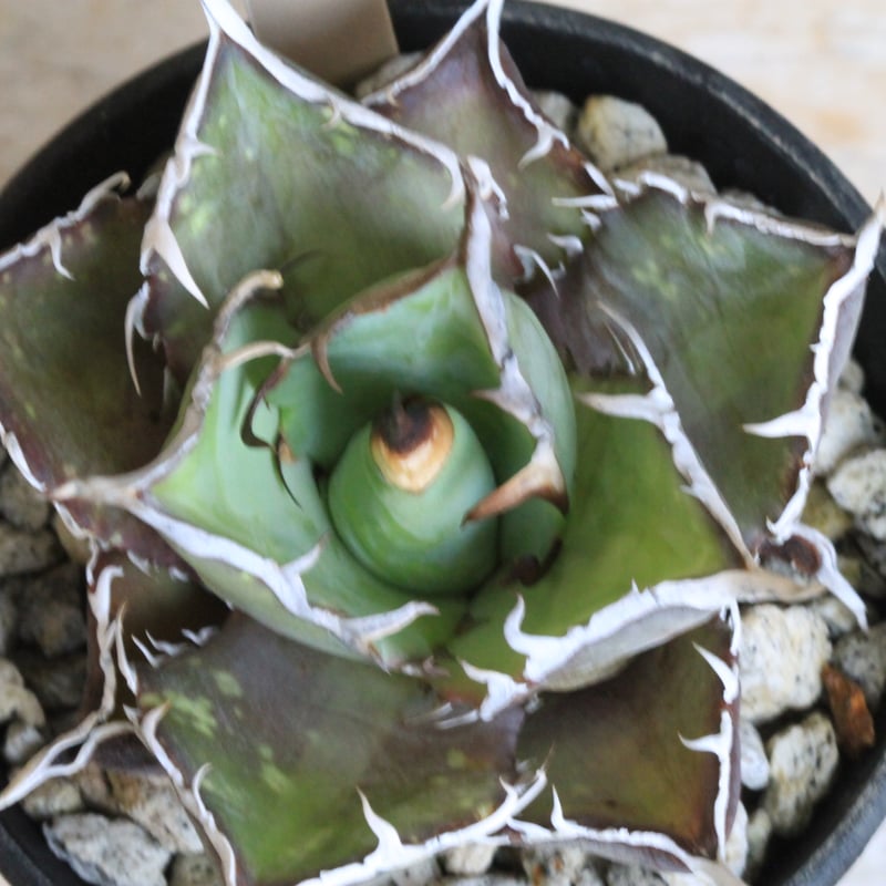 アガベ　チタノタ　スパチタ② アガベ チタノタ スパーワン② | hanayoshi-botanical