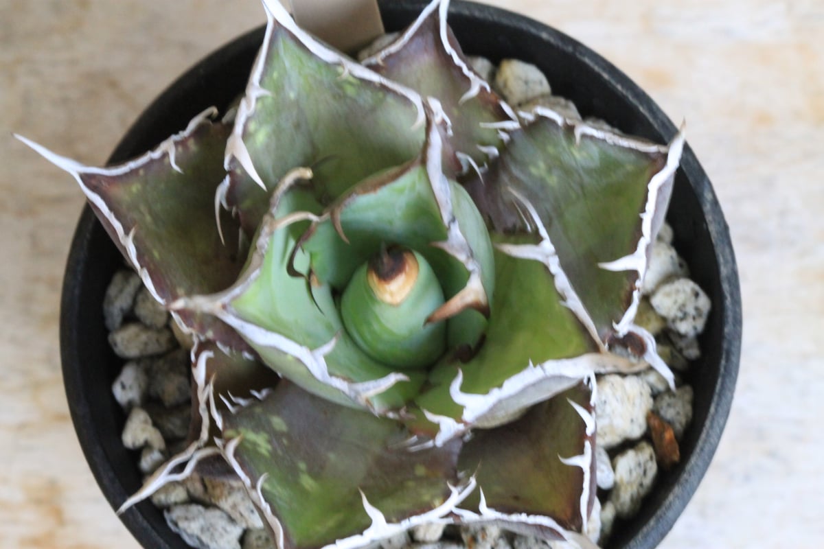 【子株付き】アガベ チタノタ　valiem鉢Lサイズ付き Yahoo!オークション - アガベ チタノタ シーザー 親株 バリエム 鉢 val