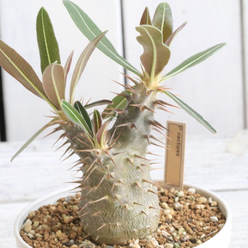 パキポディウム カクチペス 実生 ① | hanayoshi-botanical