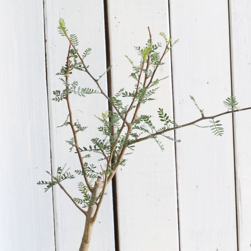 ブルセラ ミクロフィラ | hanayoshi-botanical