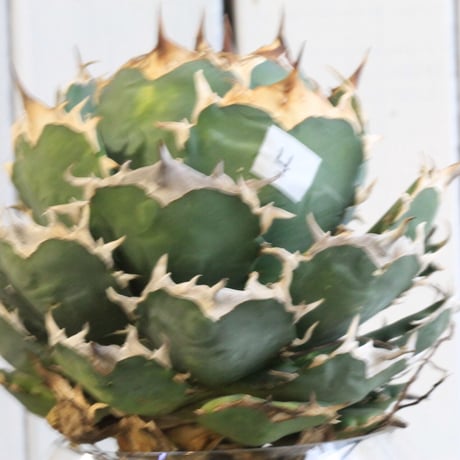 Agave titanota Jupiter