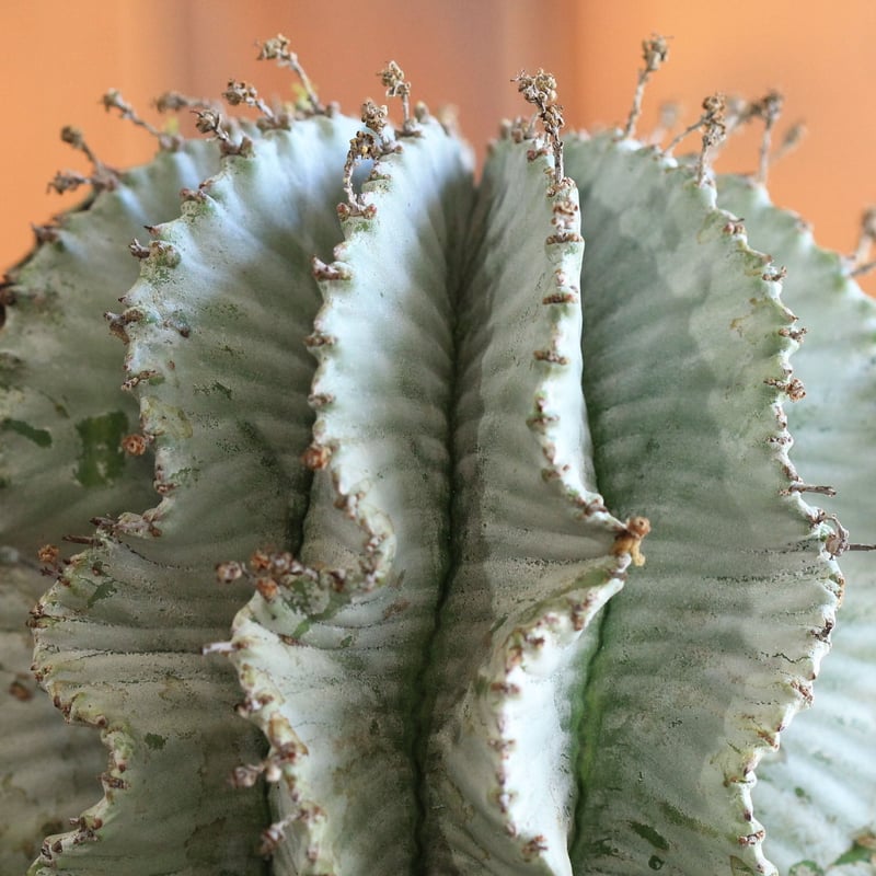 Euphorbia horrida アルバ | hanayoshi-botanical