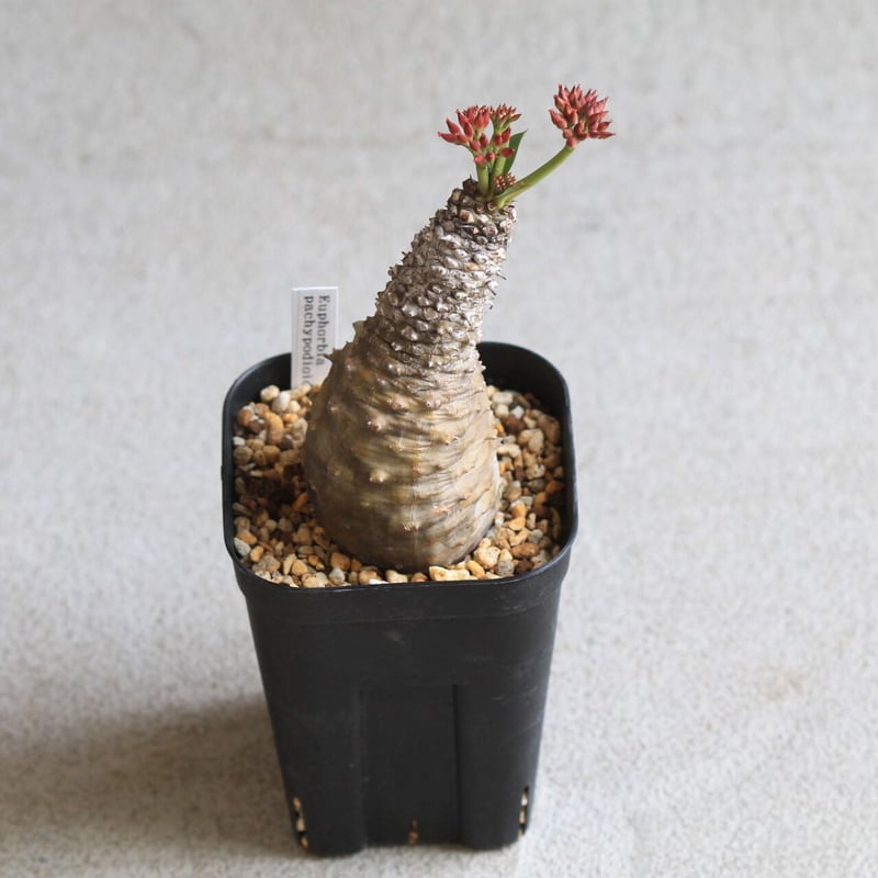 ユーフォルビア パキポディオイデス | hanayoshi-botanical