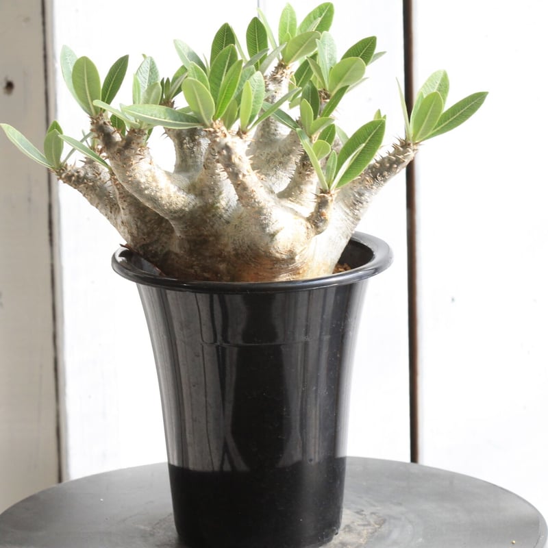 パキポディウム　マカイエンセ 実生8年のマカイエンセ。 このサイズがいっぱい出来てきたので