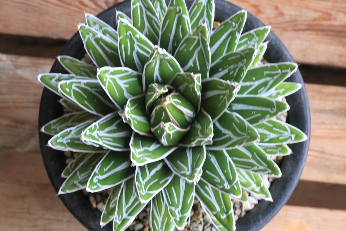 アガベ 特選姫笹の雪 スノーボール① | hanayoshi-botanical