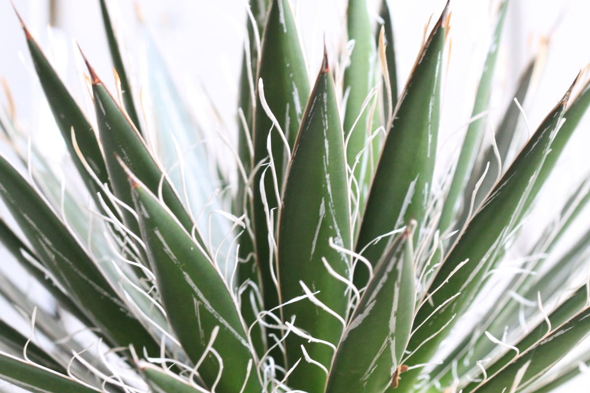 アガベ フィリフェラ シジゲラ | hanayoshi-botanical