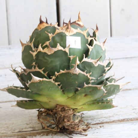 Agave titanota Jupiter