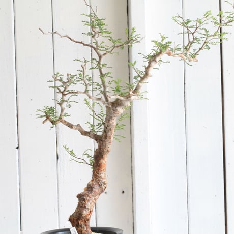 Commiphora　モンストローサ