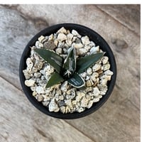 アガベ 特選笹の雪（S-1） | hanayoshi-botanical