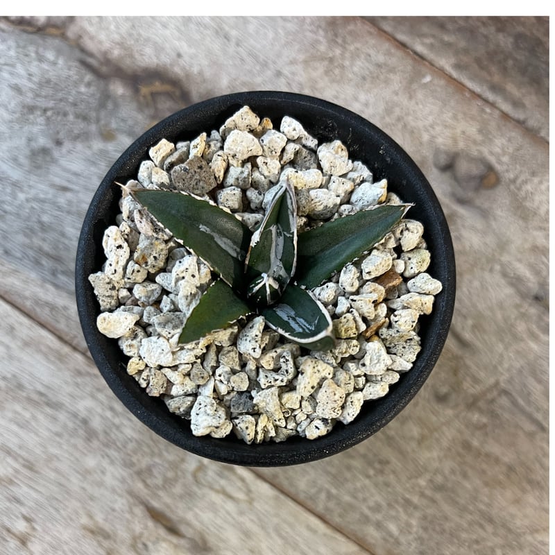 アガベ 笹の雪 NO-2 | hanayoshi-botanical