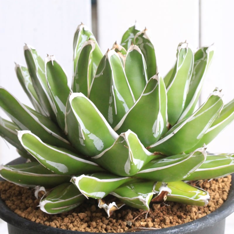 アガベ】ダルマ 笹の雪 班入り 超特大株 美株 アガベ'笹の雪'